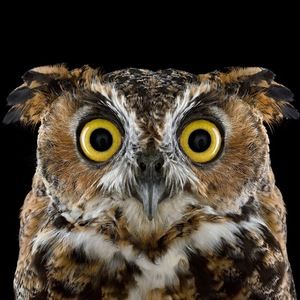 Meet your Posher, Alexander